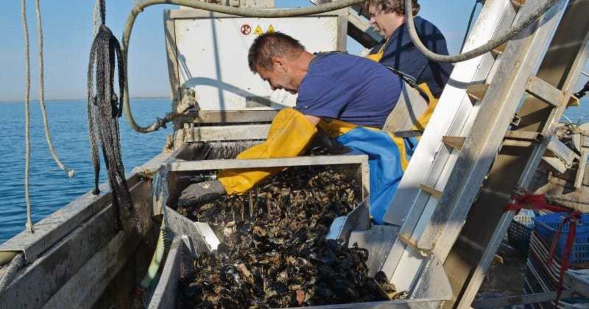 Auf Miesmuschel-Fang