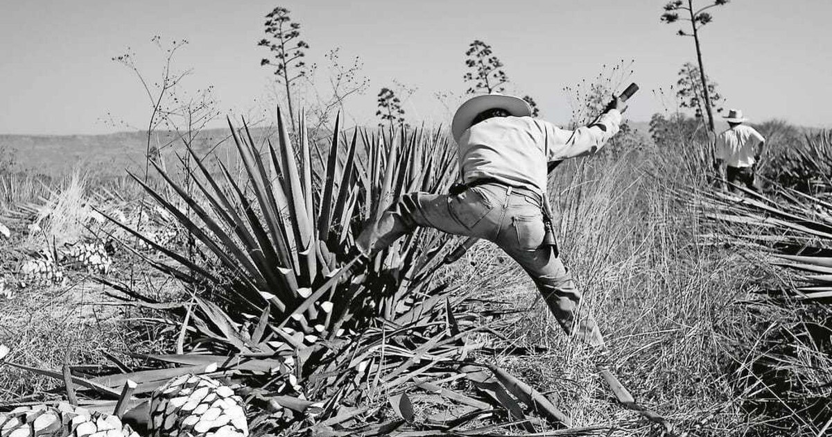 Spröde Agave, weltweit geliebt