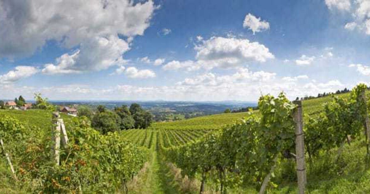 Zwei rosa Identitätsstifter: Schilcher und Uhudler