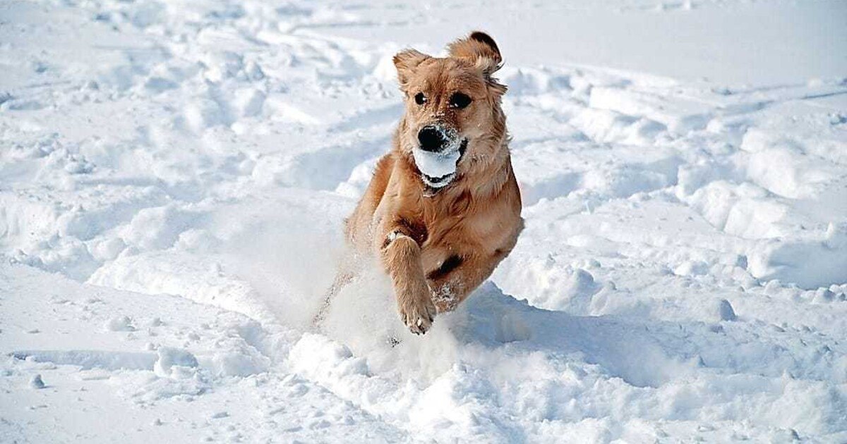 Winterurlaub mit Bello