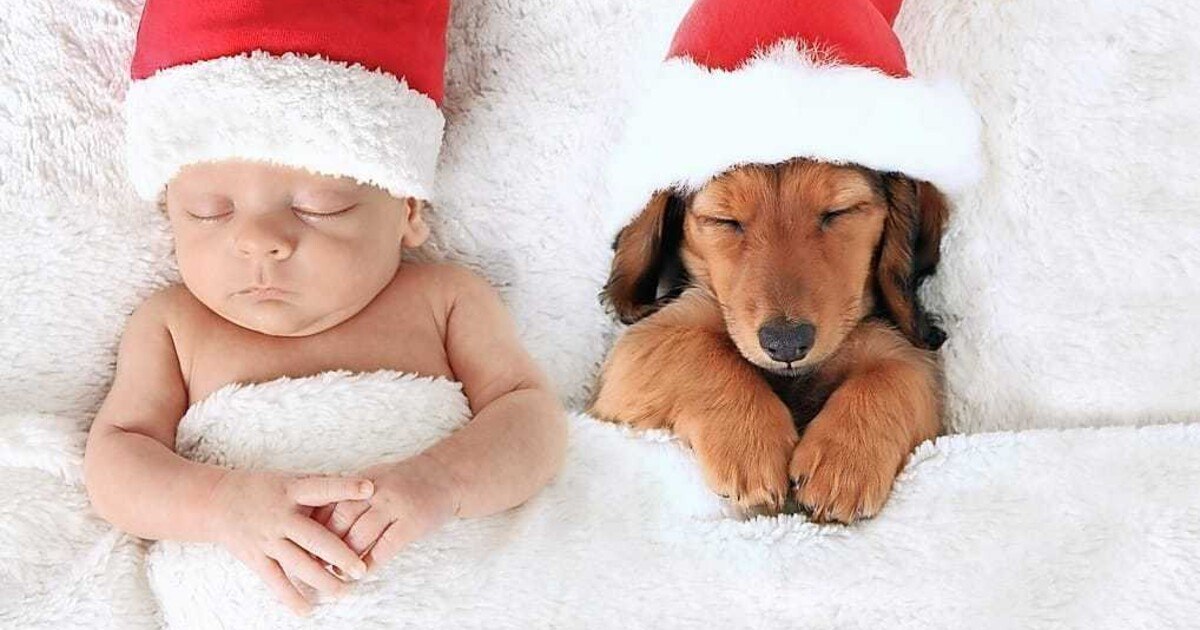 Erster veganer Weihnachtsmarkt