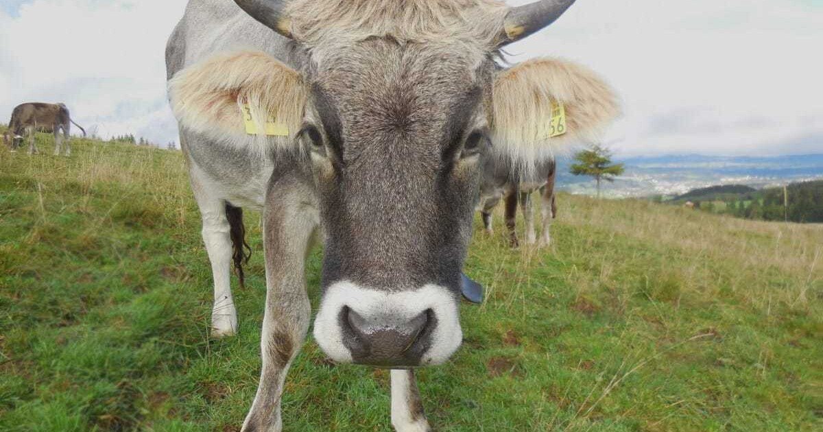 Kuh-Attacke: Tiroler Bauer soll halbe Million Schmerzensgeld zahlen