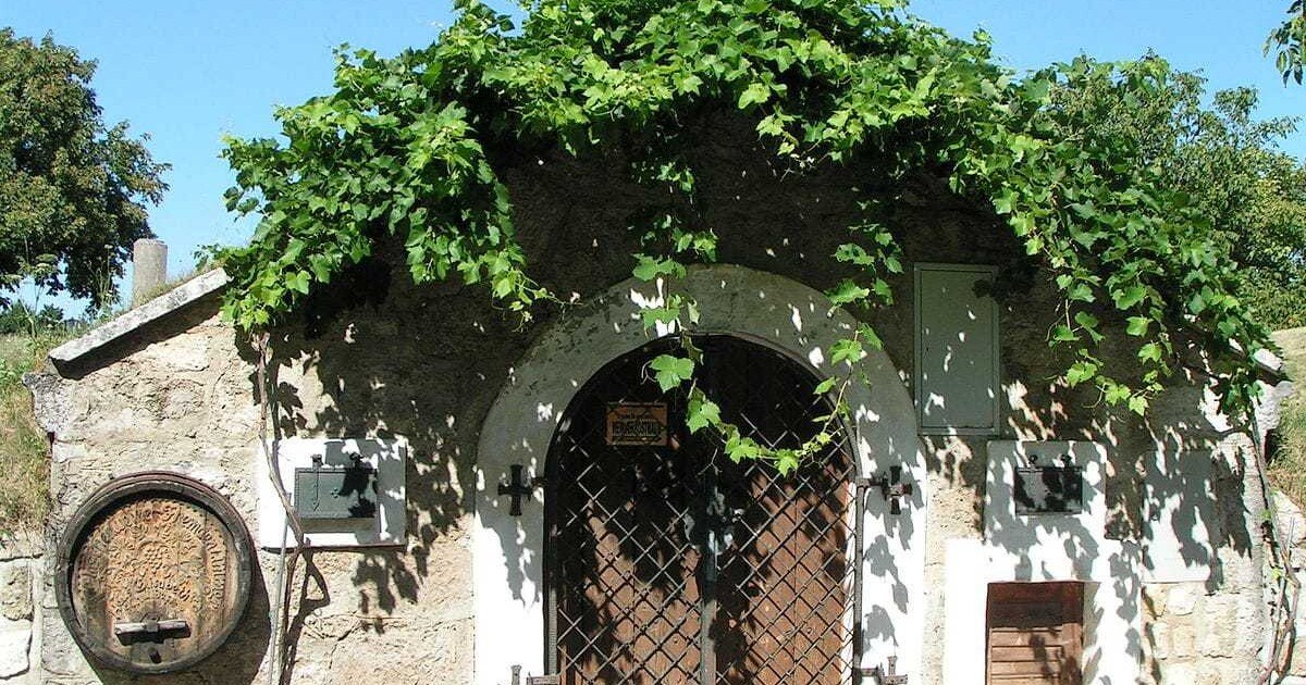 Neu: Geführte Weinreisen im Burgenland