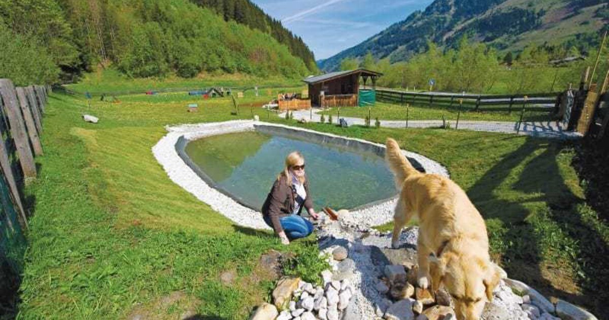 Hier ist der Hund König!