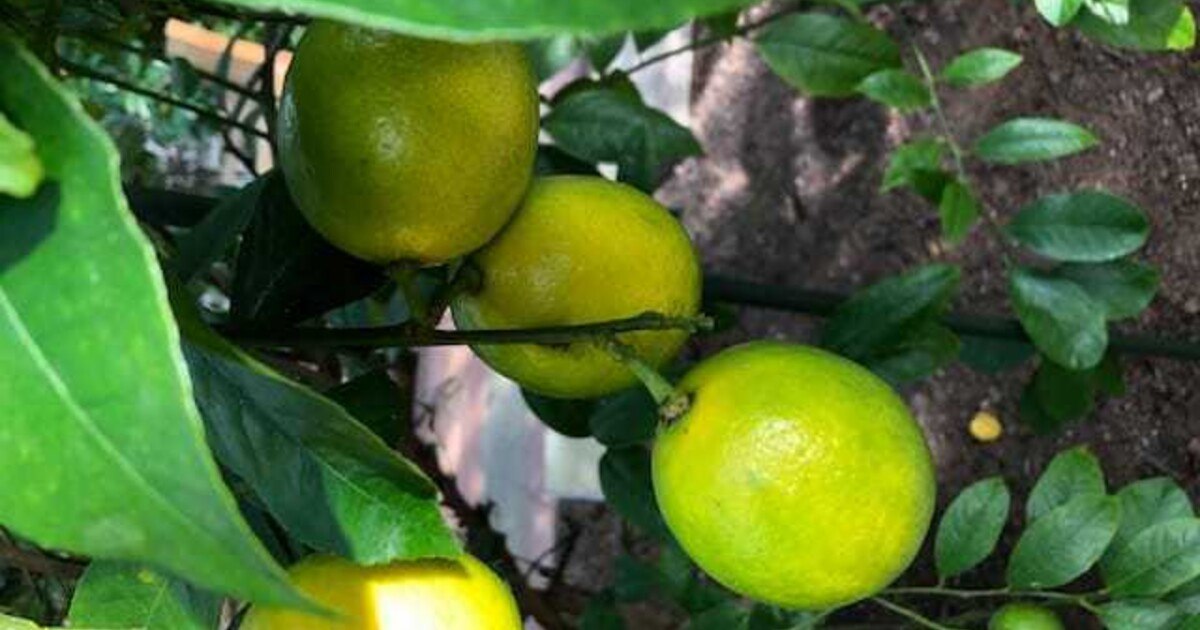 Der Zitronenzüchter in Kärnten