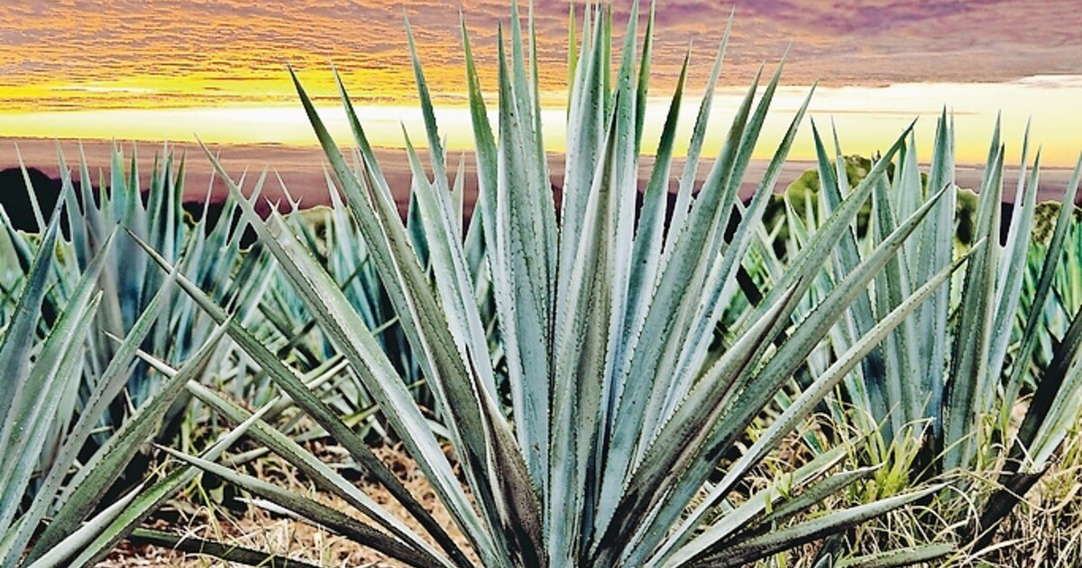 Verkostung: Sag nie ­„Kaktus-Schnaps“!