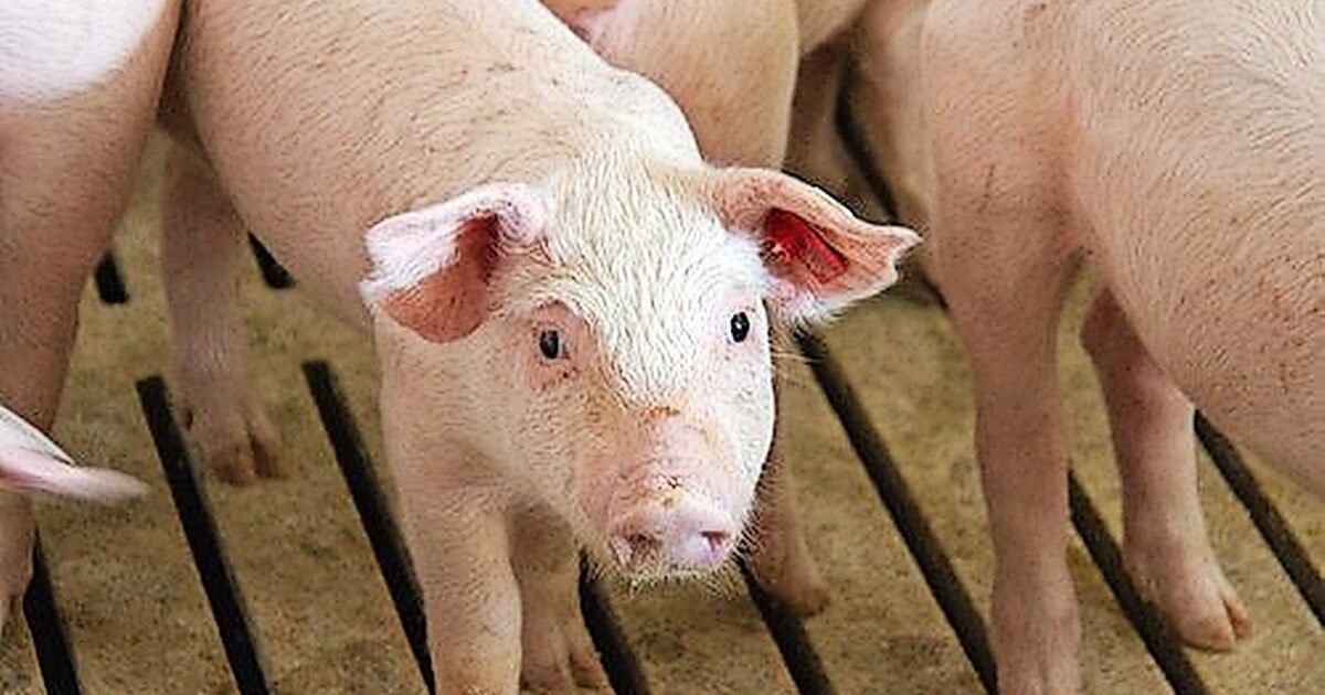 Endlich Herkunft transparent machen