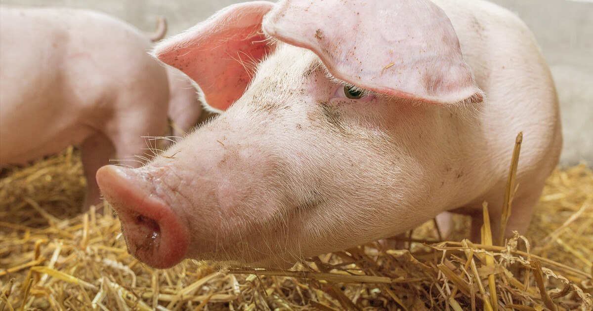 Produkte aus Österreich sind nicht automatisch besser