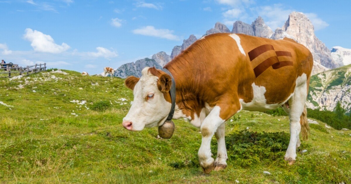 Welchen Preis hat Regionalität?