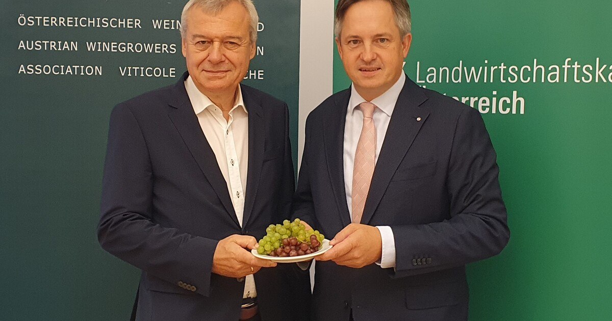 2024 ist ein historisches Weinjahr in Österreich