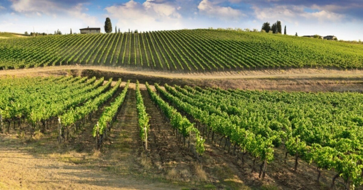 Bühne frei für die Franzosen-Reben!