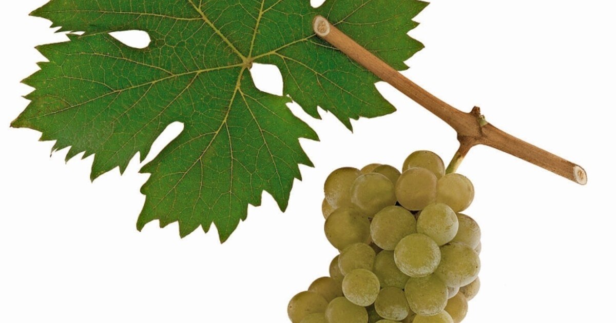 Rebsorten-Steckbrief: Muskateller