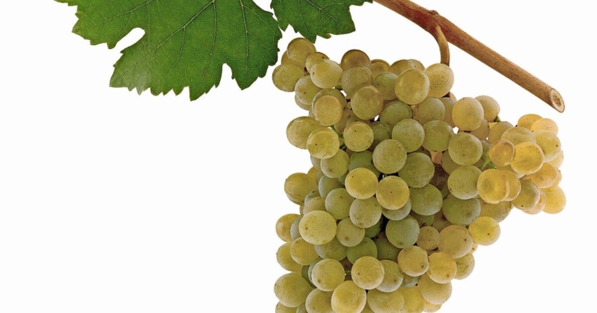 ÖGZ-Verkostung: Viva Veltliner!