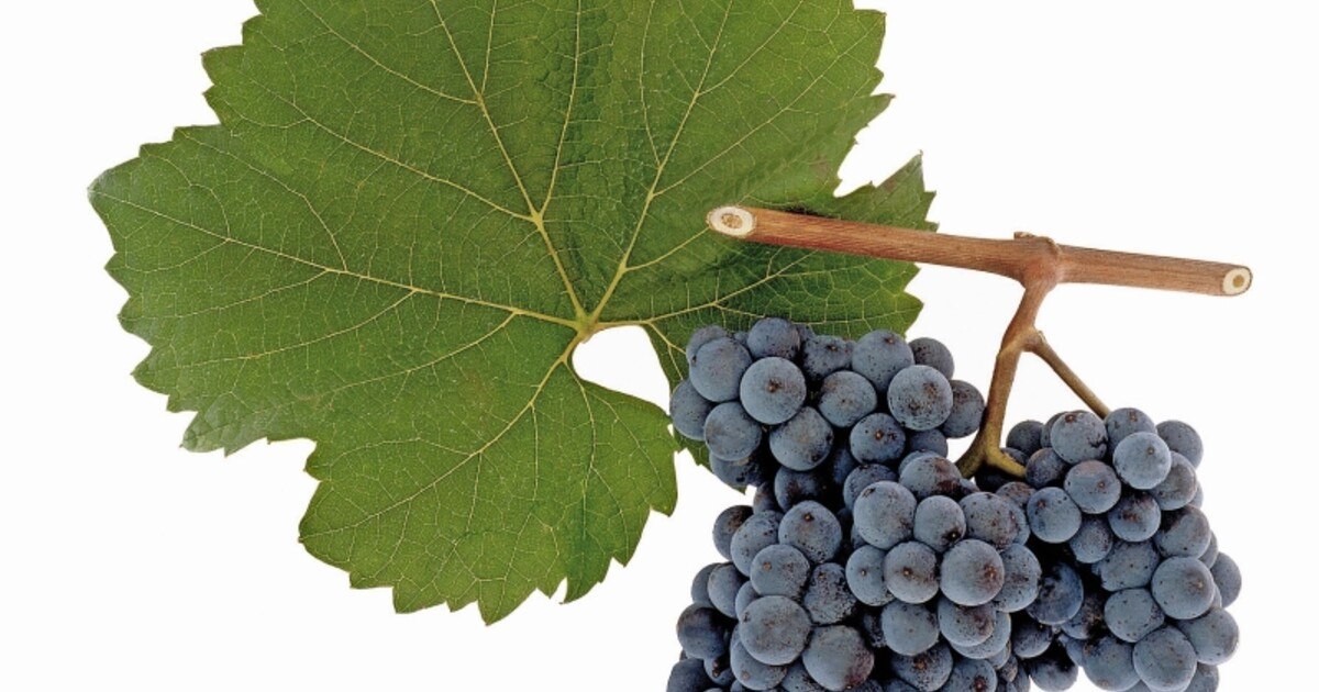 Rebsorten-Steckbrief: Zweigelt