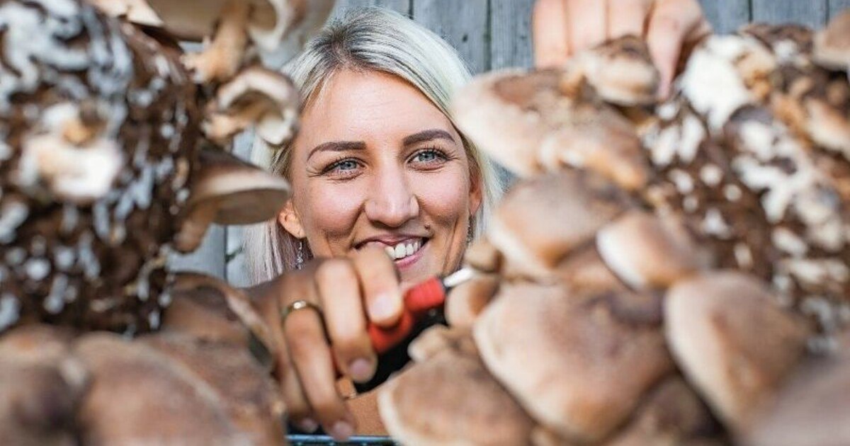 Japanische Pilze aus dem Flachgau