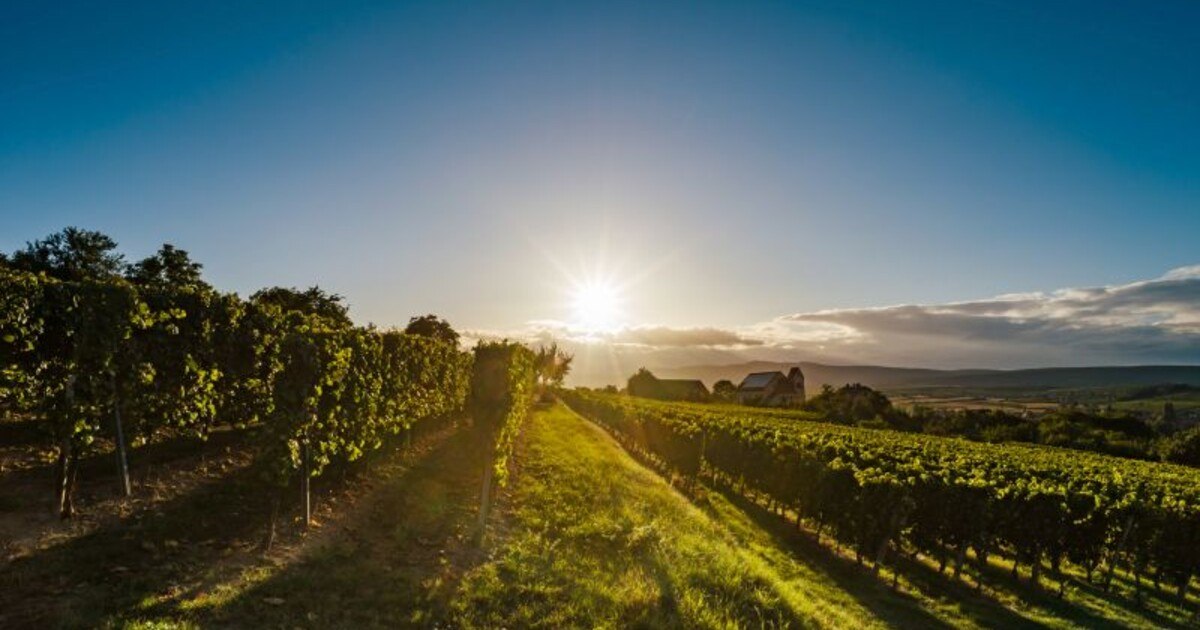 Tipp: Wein- und Champagnerverkostung für Profis