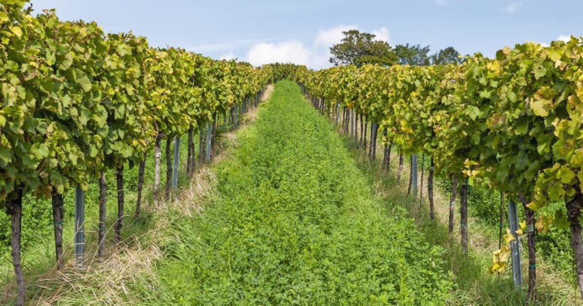 Burgund bringt’s: Wer etwas Mut aufbringt, belohnt seine Gäste