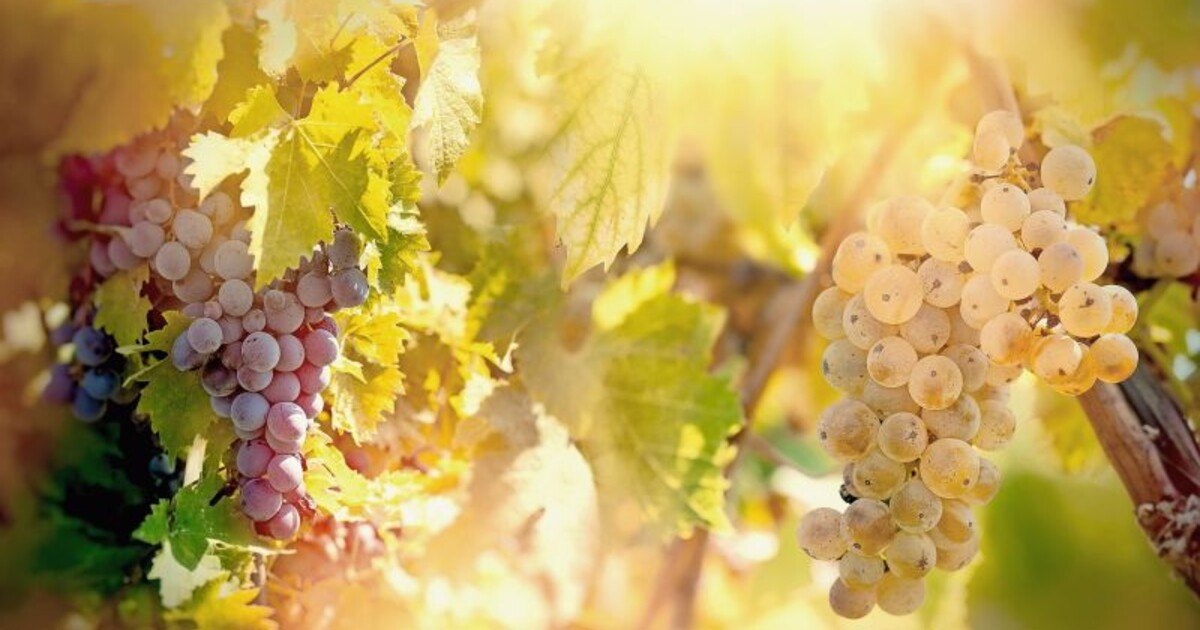 Riesling im ÖGZ-Test