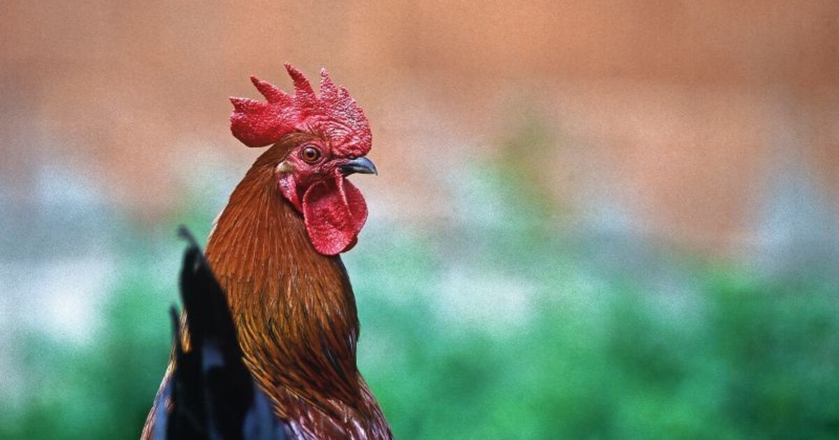 Tourismus und Landwirtschaft: Freund oder Feind?