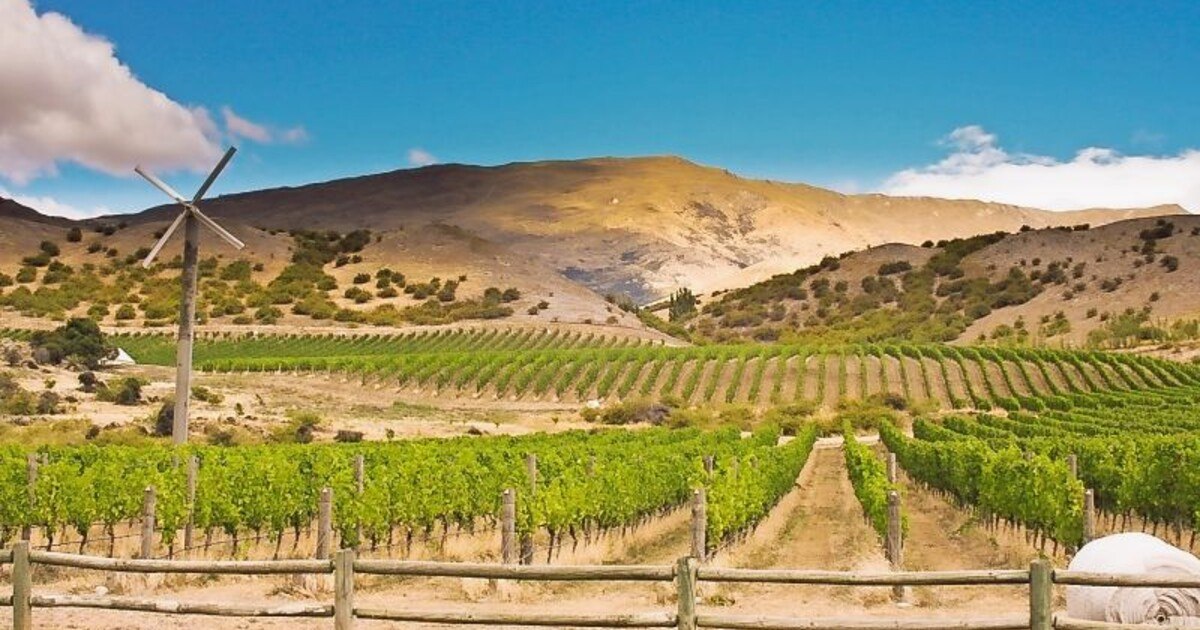 G’schmackige Gastarbeiter: Cabernet & Co am Vormarsch