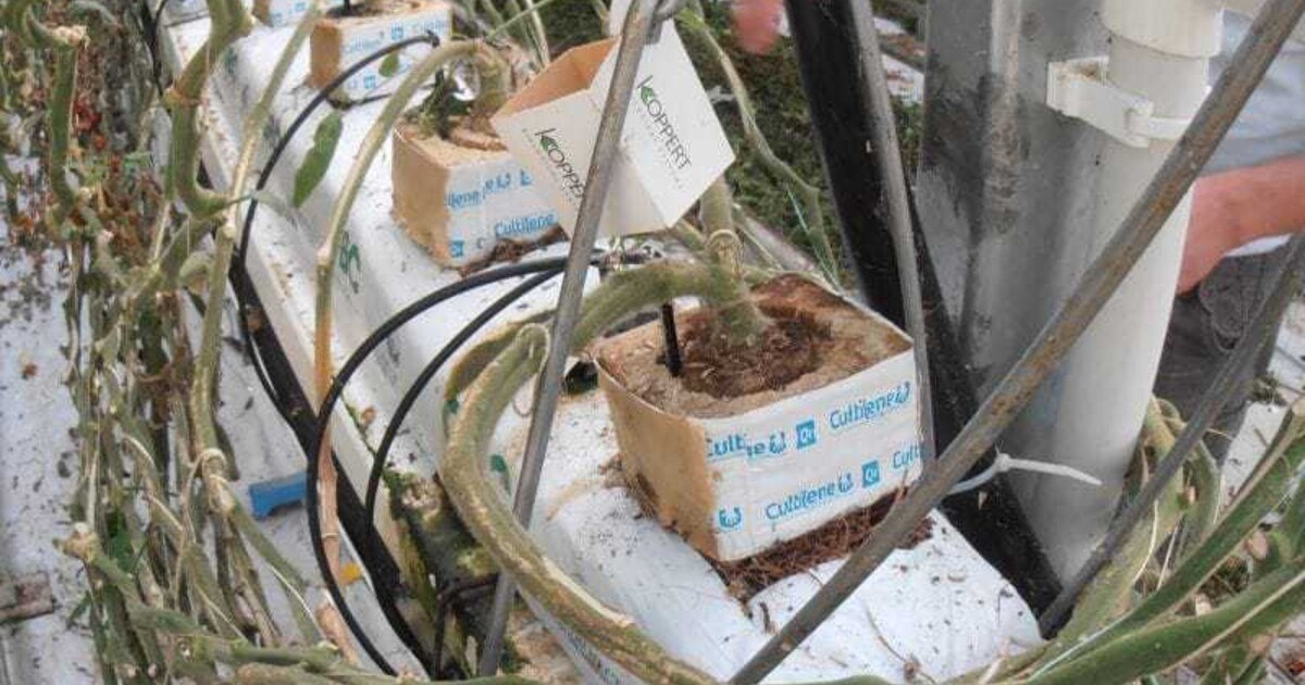 Bad Blumau protestiert gegen industriellen Tomatenanbau