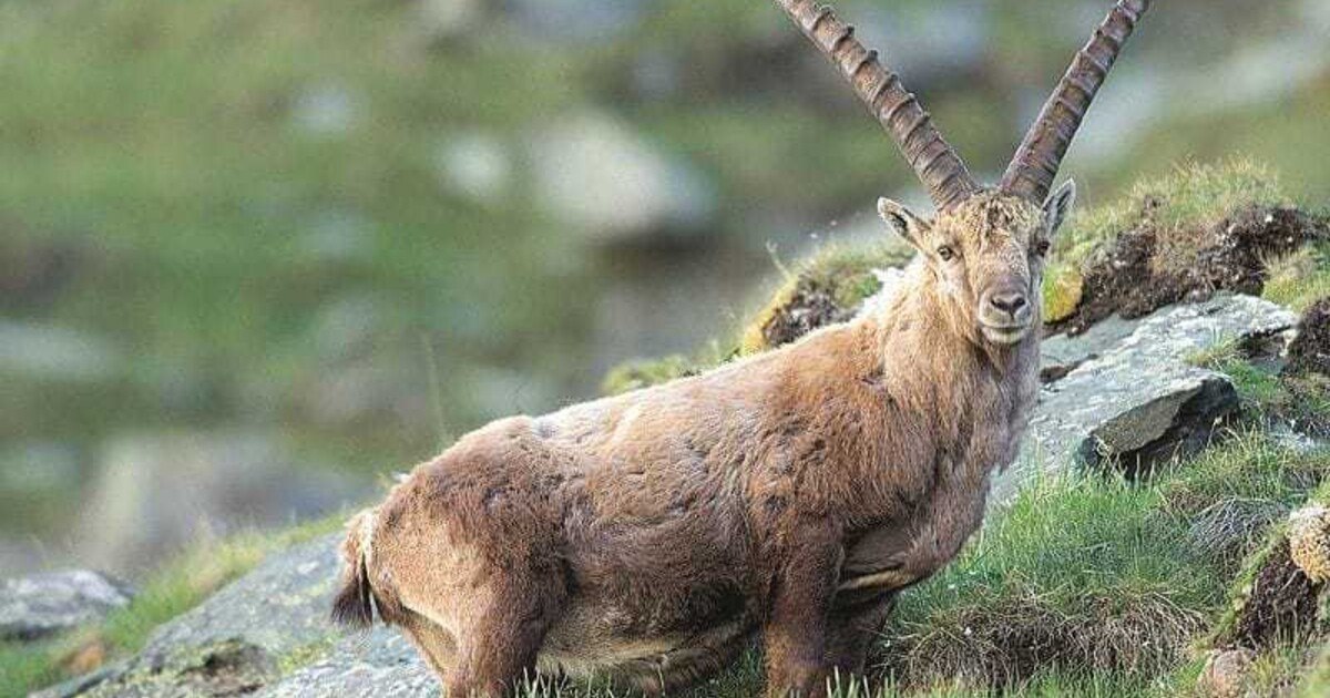 „Exotisches“ vom heimischen Wild