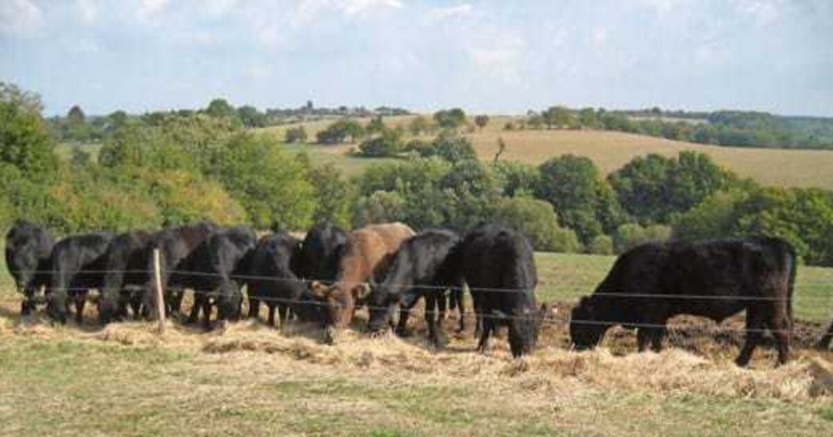 Vom Fisch zum Fleisch