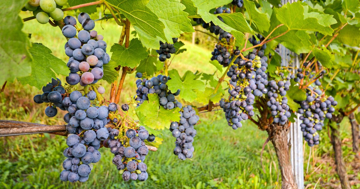 Auf ein Glas Burgenland in der Hofburg