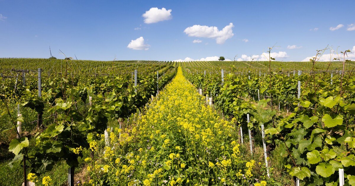 Carnuntum: Vorreiter in Bio-Weinproduktion