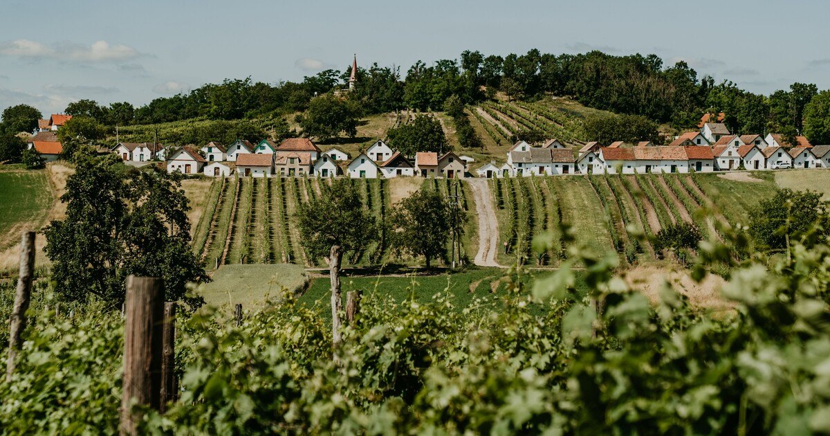Den neuen Weinviertel DAC 2022 gemeinsam genießen!