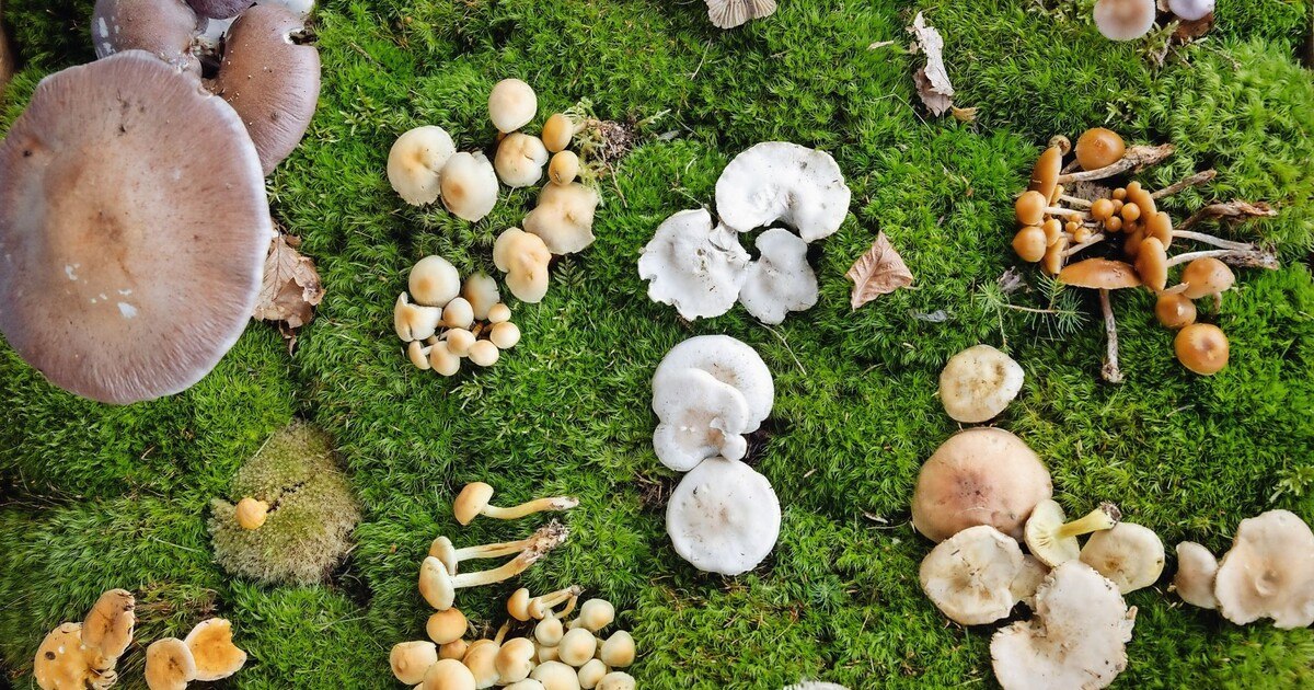 Die Wiederentdeckung  von Wald und Wiese