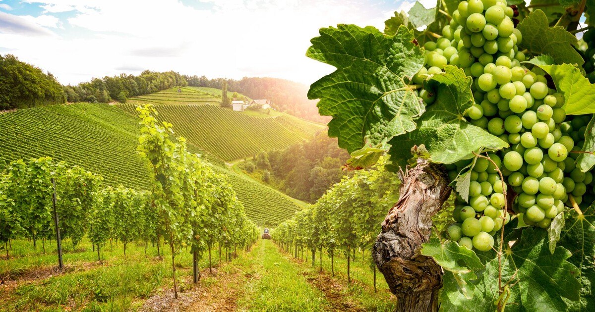 Domäne Müller ist insolvent