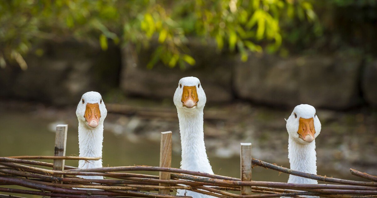 Ganslzeit: Preise rauf oder Ofen aus?