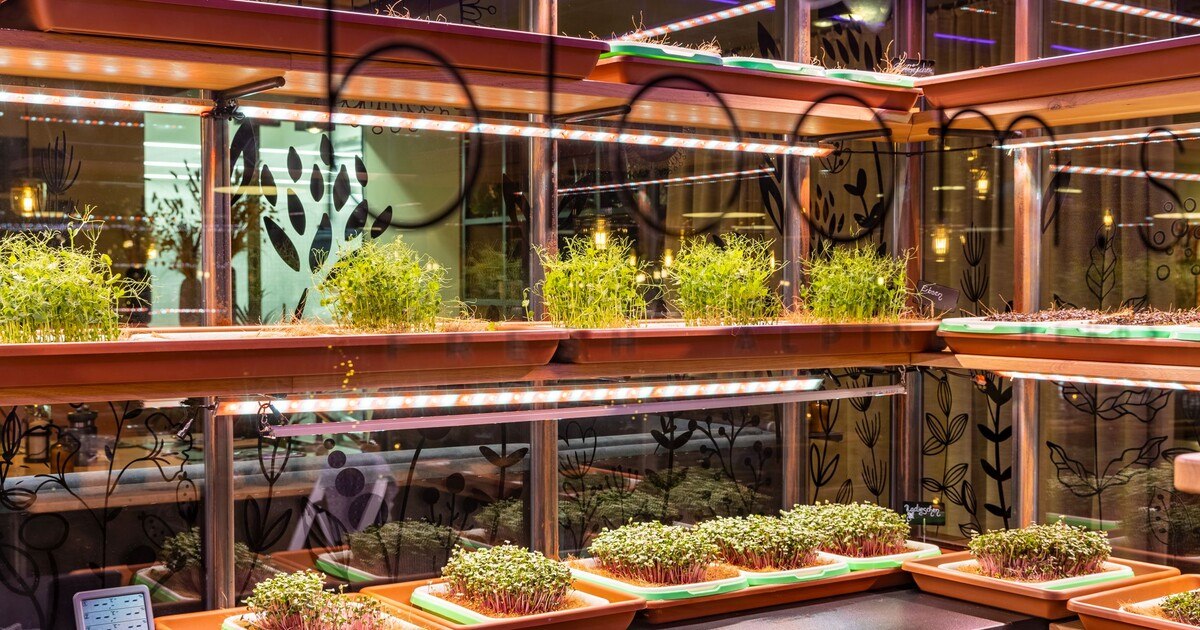 Innovatives Konzept mit Indoor Farming