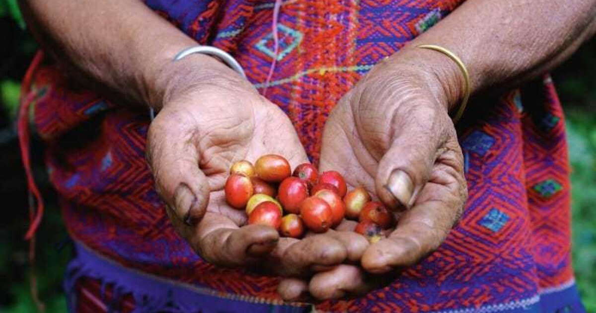Kaffee: Fairtrade oder ­Direct Trade?
