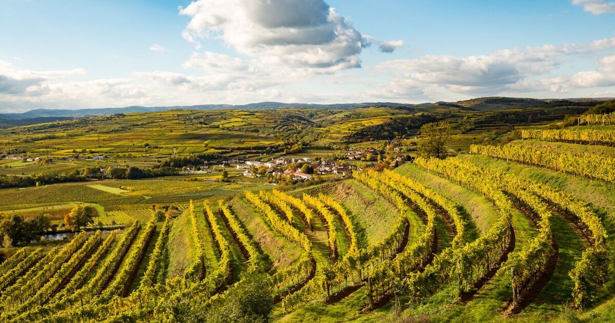 Neue Nachhaltigkeitspflicht für Weine im Kamptal