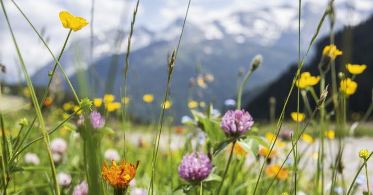Österreich macht Lebensraum zum Leitbild