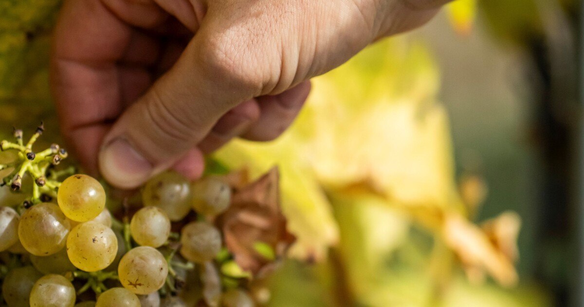 Österreichs Bio-Weinbaufläche erreicht Rekordgröße