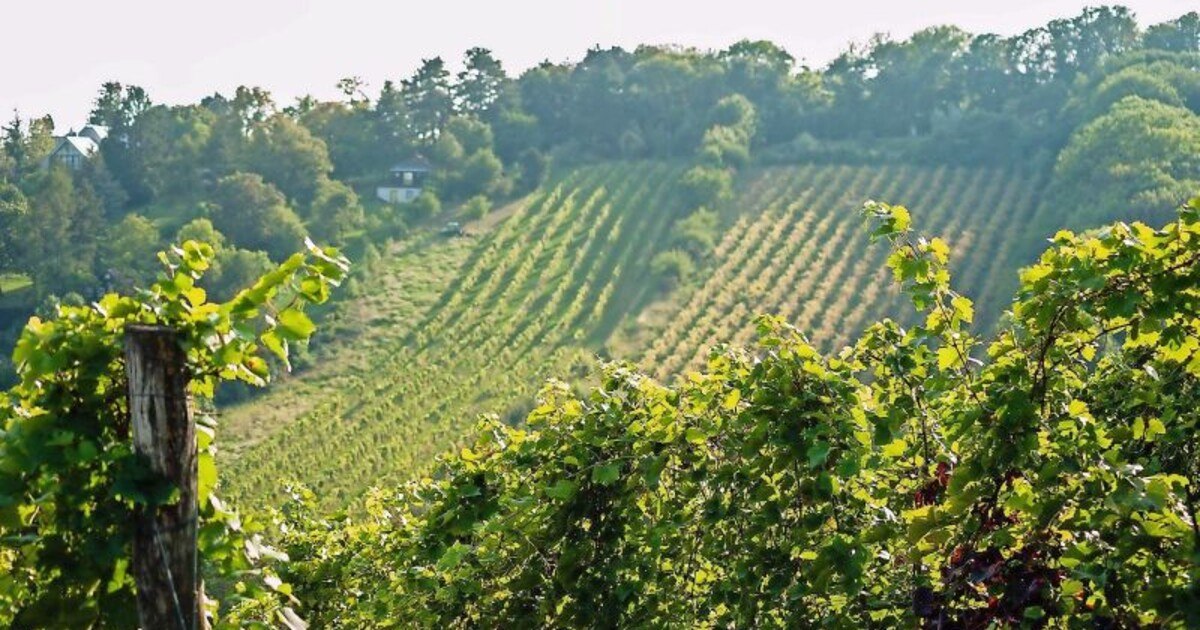 Österreichs reife Schönheiten: Weißwein-Reserven im ÖGZ-Test