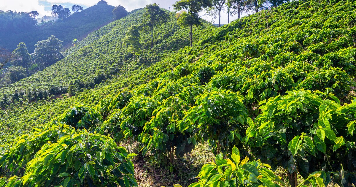 Stirbt der Arabica-Kaffee aus?