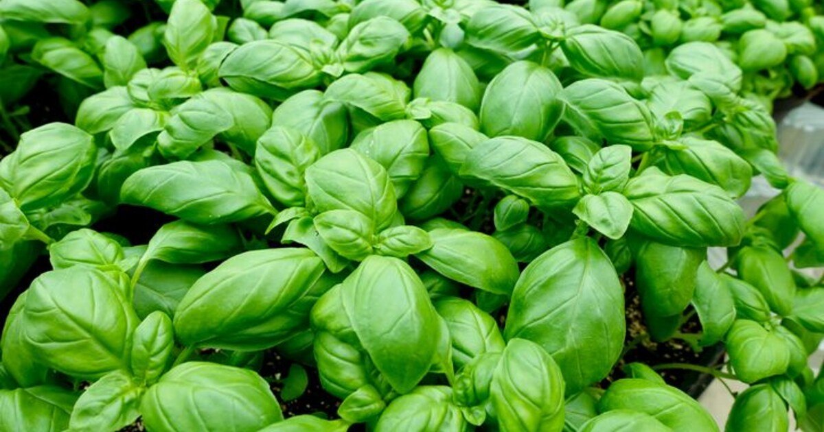 Was ins sommerliche Pesto passt (und was nicht)