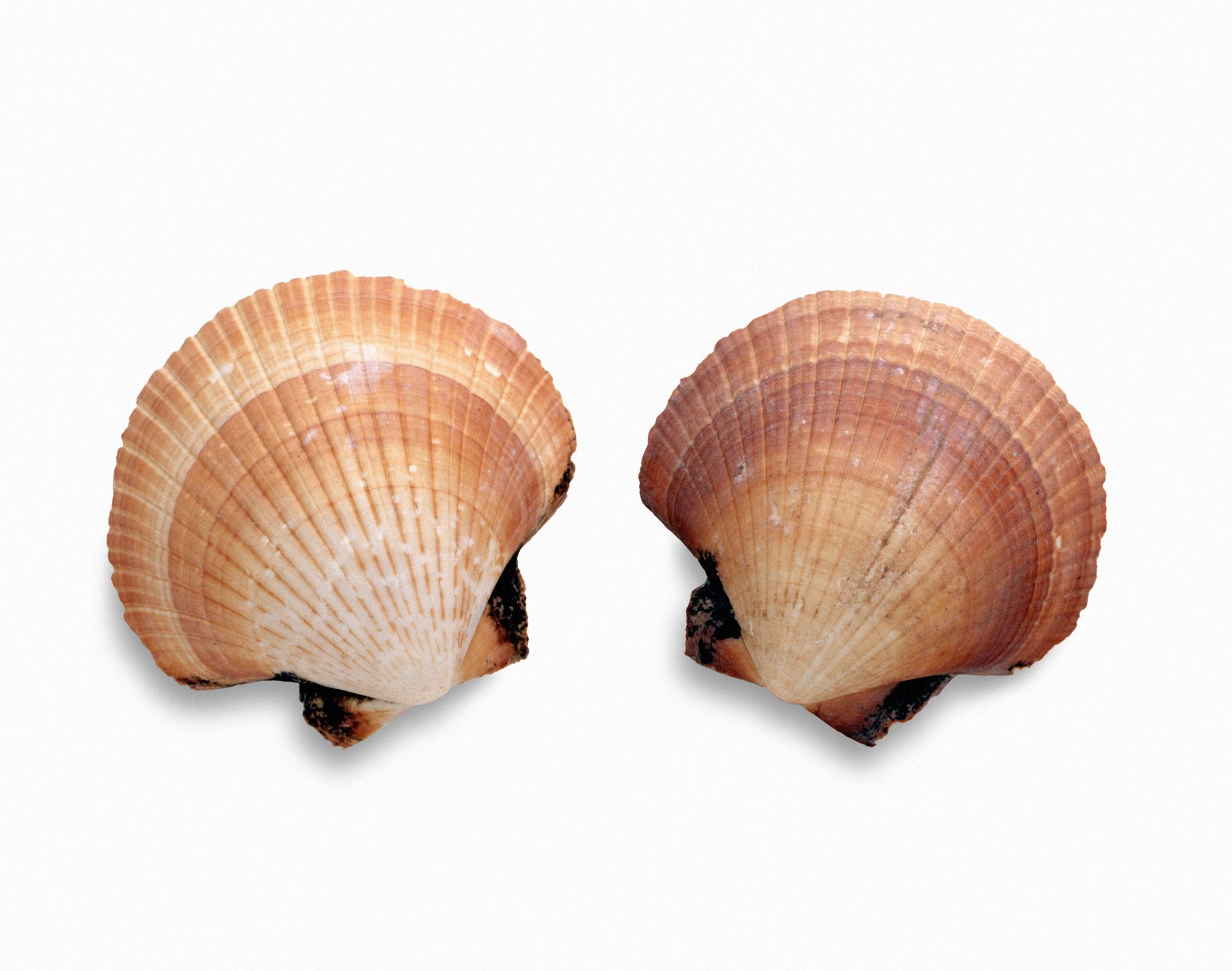 Spitzengastronomie ist kein Streichelzoo