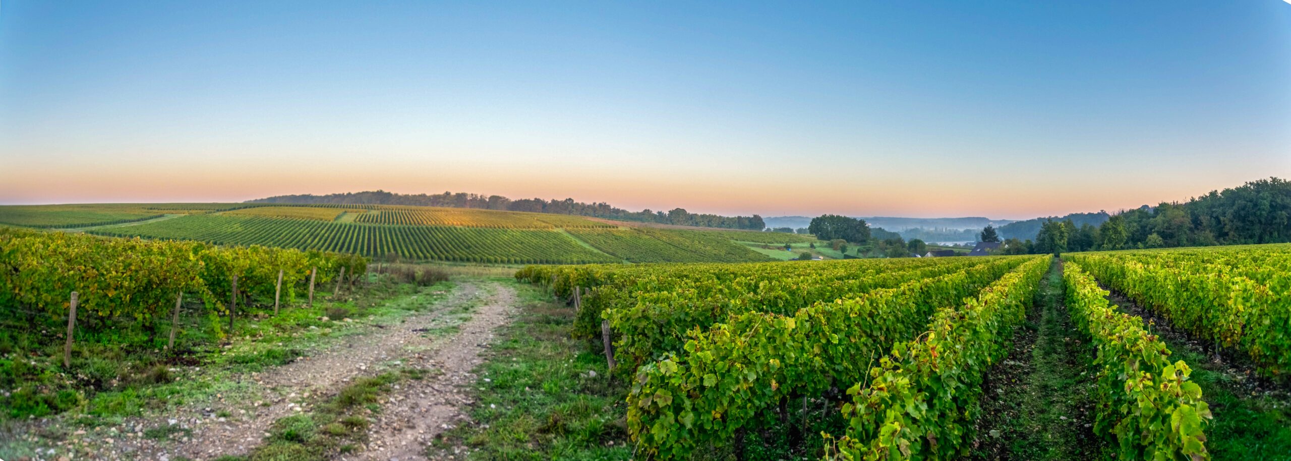 Frankreich – Land der Weißweine?