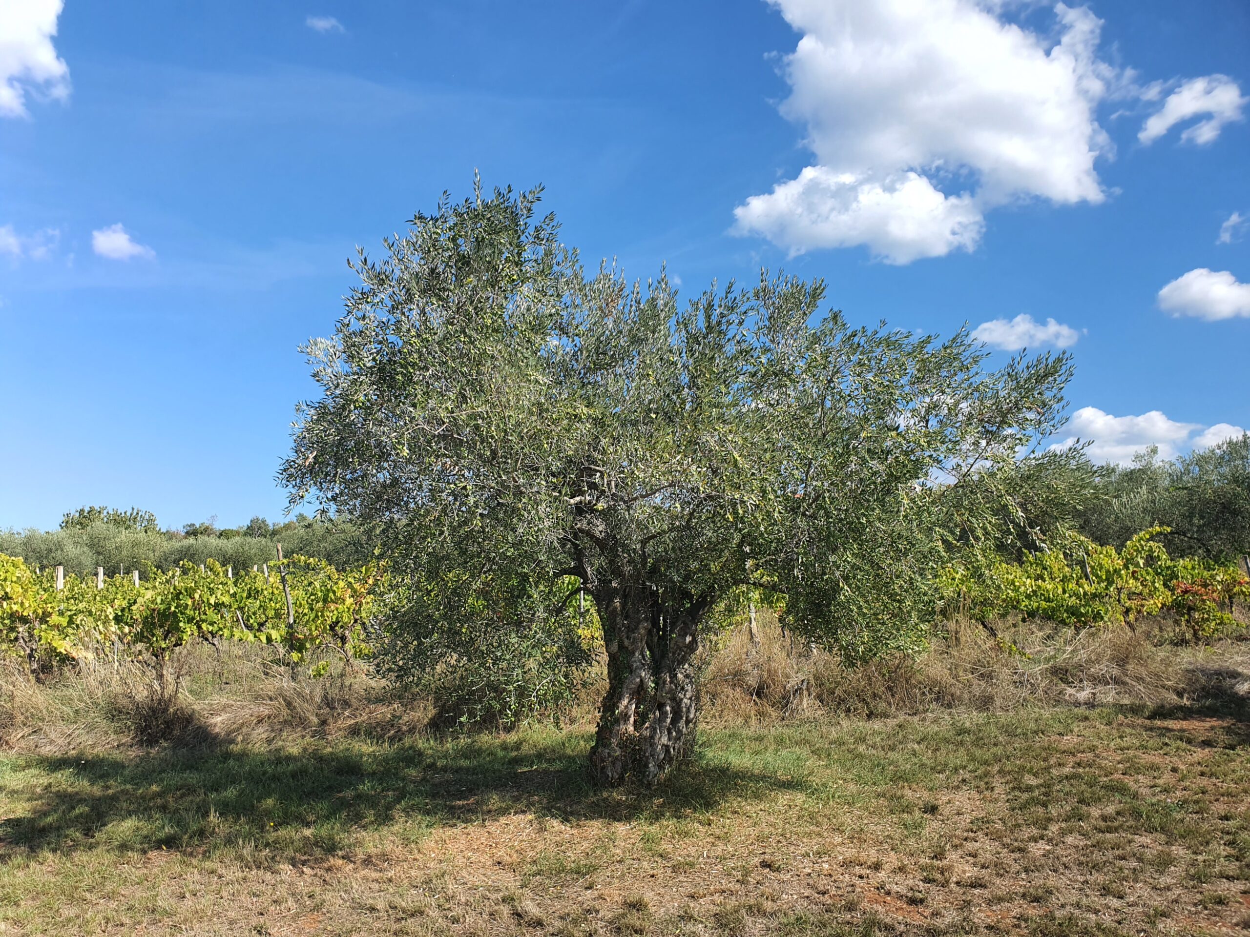 Vier Gold Awards für Avistria-Olivenöl