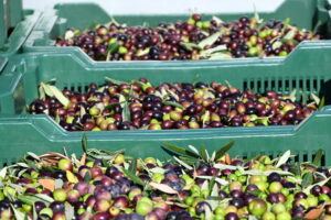 Avistria - Olivenöl ©Avistria