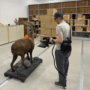 Ein Man scannt einen Steinbock mit einem Gerät ein.