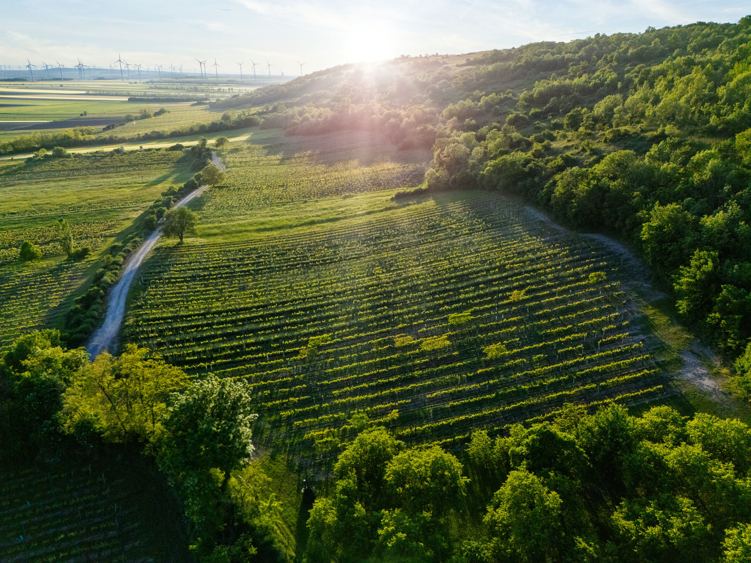 Weingut Dorli Muhr holt sich den Sieg