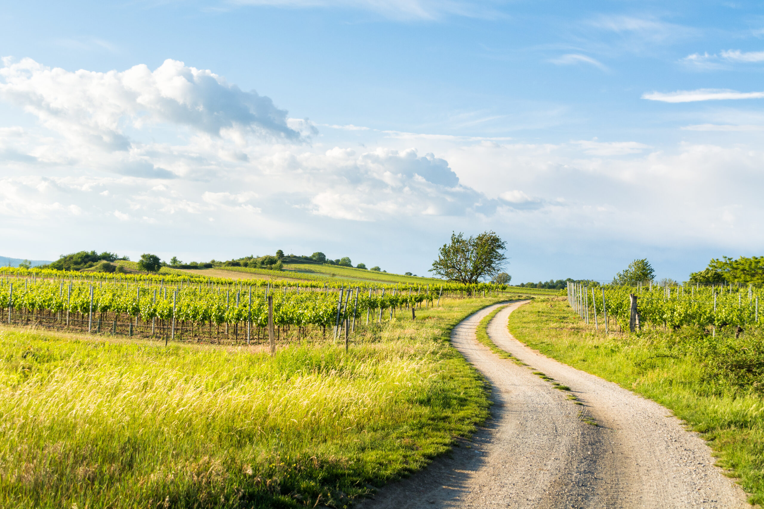 Rekorde für Burgenland Tourismus im ersten Halbjahr 2025
