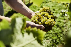 Weinlese im Weinviertel. © Weinviertel Tourismus / Michael Liebert