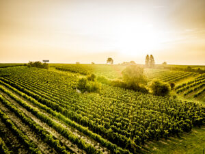 Drohnenaufnahme © Weingut Neustifter/ Herbst